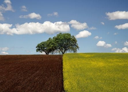 Rustic charm of the Alentejo landscape