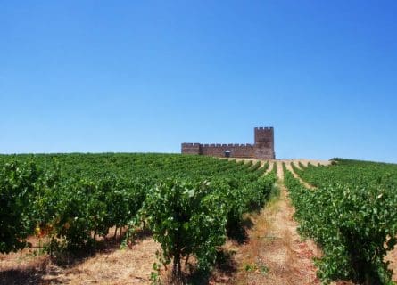 Alicante Bouschet Grape Variety: A Noble Cross