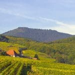 Alsace Wine Tour