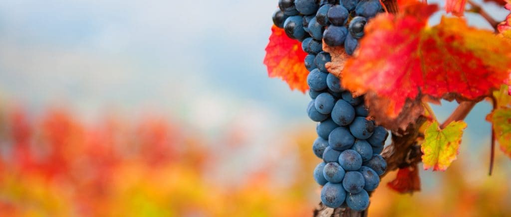 baga grape varietal