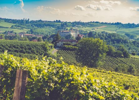 Rolling vineyards of Barbera d