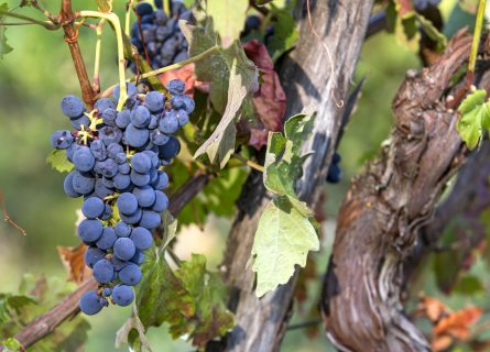 Barbera Grapes in Gutturnio DOC
