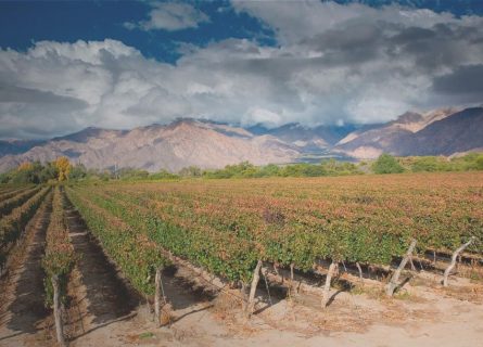 Bemberg estate vineyards in San Juan Bemberg estate vineyards in San Juan