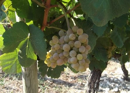 Bourboulenc Grape Variety