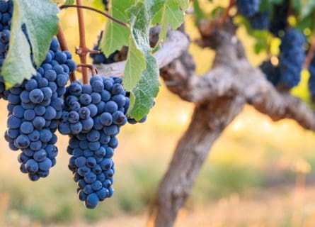 Cabernet Franc Grape Variety: Steps into the Spotlight