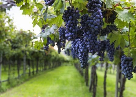 Cabernet Sauvignon Grape Variety: The World’s Most Popular Varietal