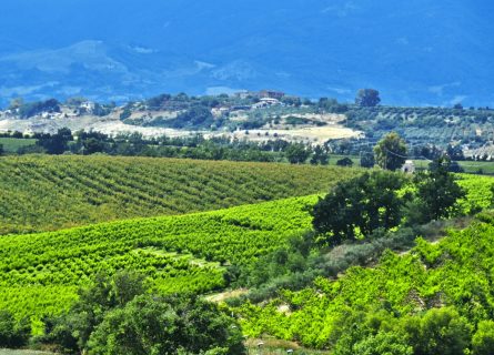 Calabria Vineyards Calabria Vineyards