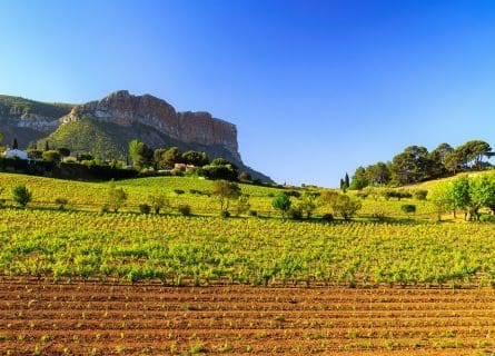 Vineyard at Cap Canaille, Cassis