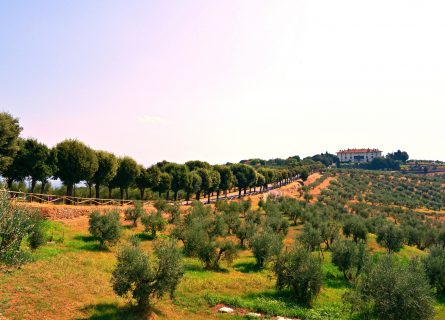 Picturesque Carmignano landscapes