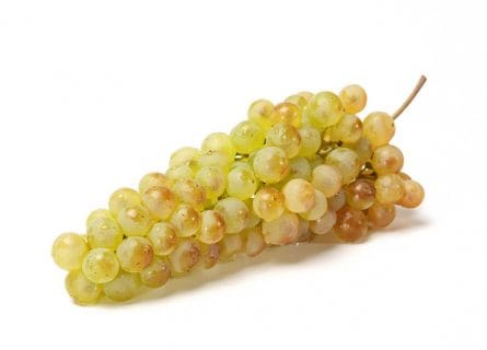 Chasselas Grape Variety: A Swiss Prodigy
