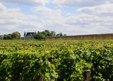 Vineyards of Chateaux Palmer in Margaux