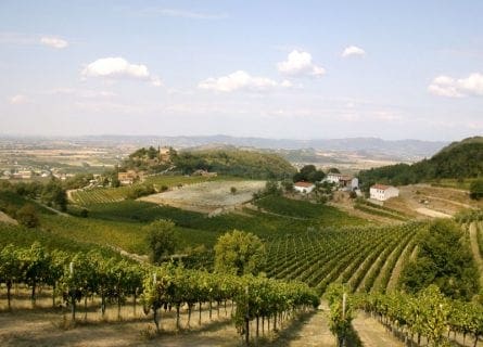 Colli Euganei Vineyards