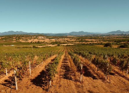 Costa Smeralda vineyards