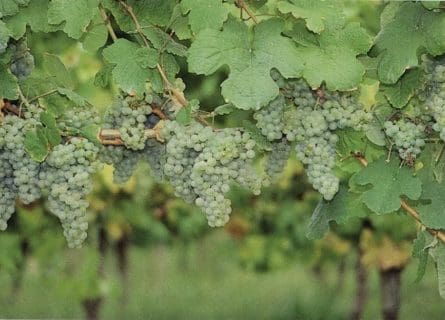 Courbu Blanc Grape Variety: Saved from Extinction