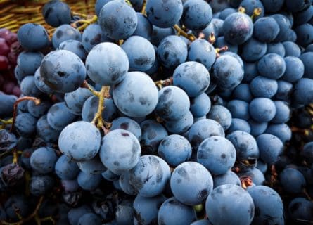 Grenache Noir Grape Variety: The Savor of the Mediterranean