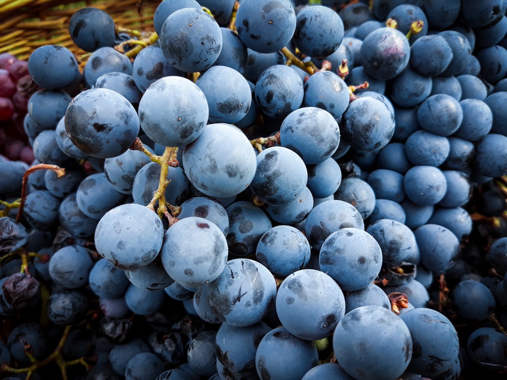 French Grenache