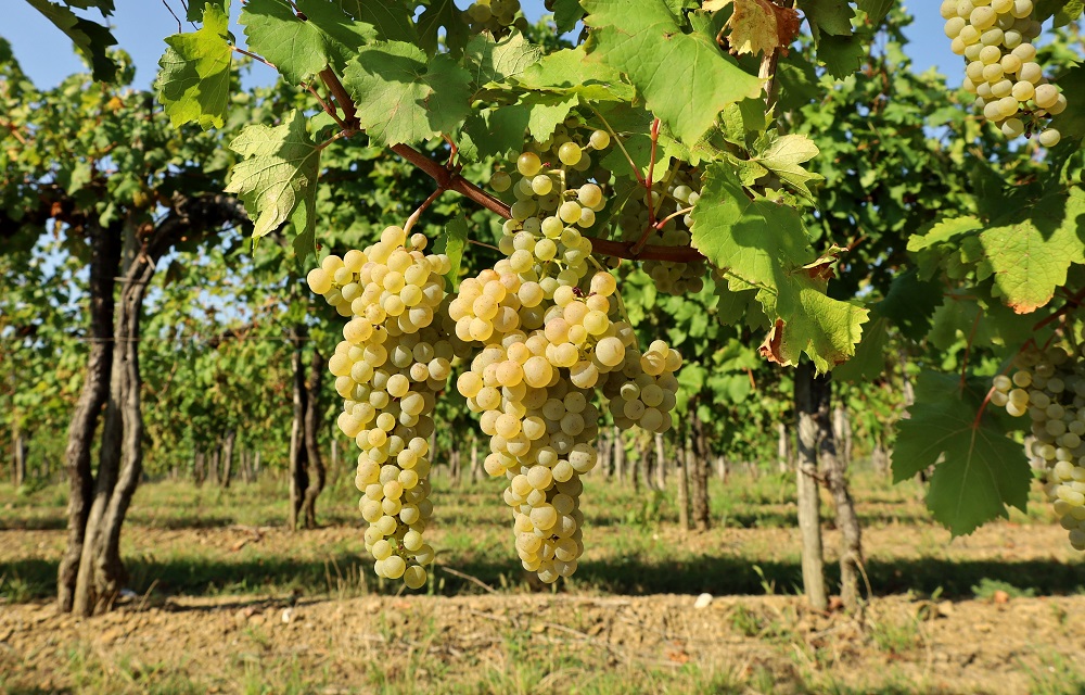 Friulano Grape varietal