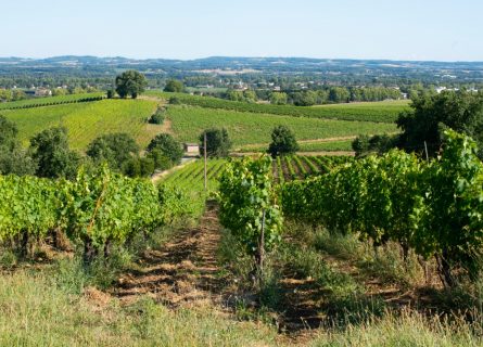 Bucolic Gaillac vineyards Bucolic Gaillac vineyards