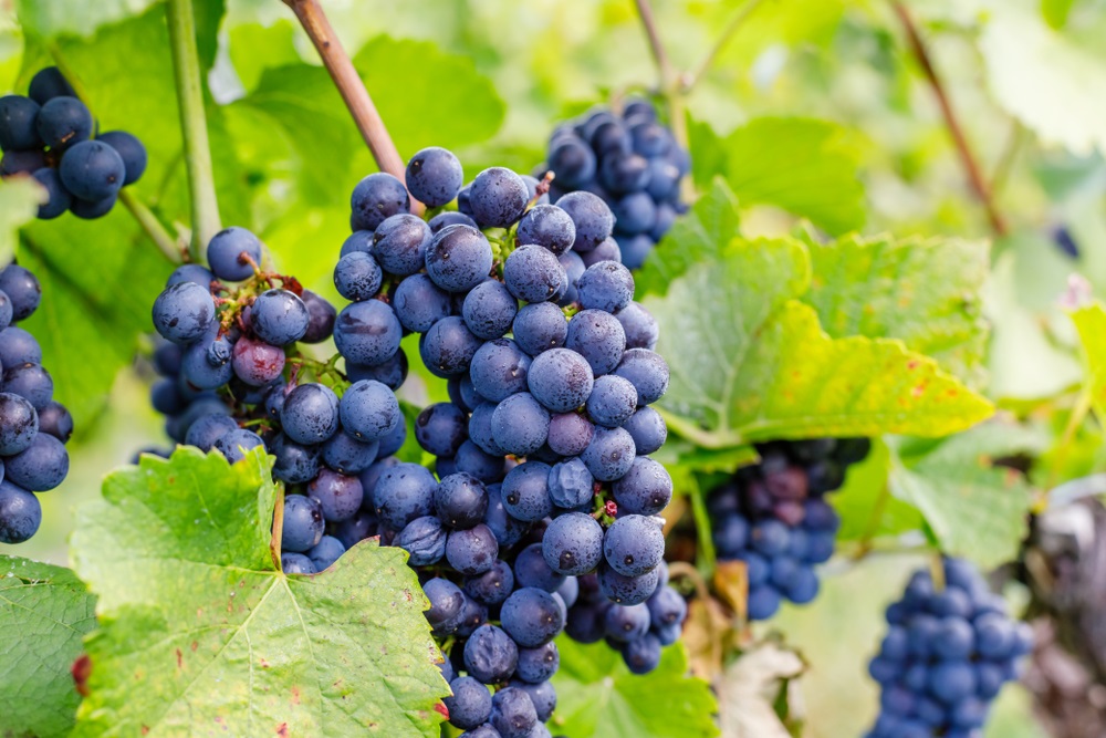 Gamay Noir