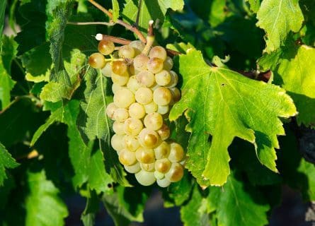 Grenache Blanc Grape Variety: A Mediterranean Odyssey