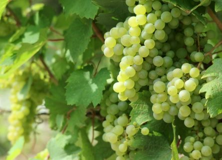 Jacquere: A grape used in Apremont wines and paires well with local cheese Jacquere: A grape used in Apremont wines and paires well with local cheese