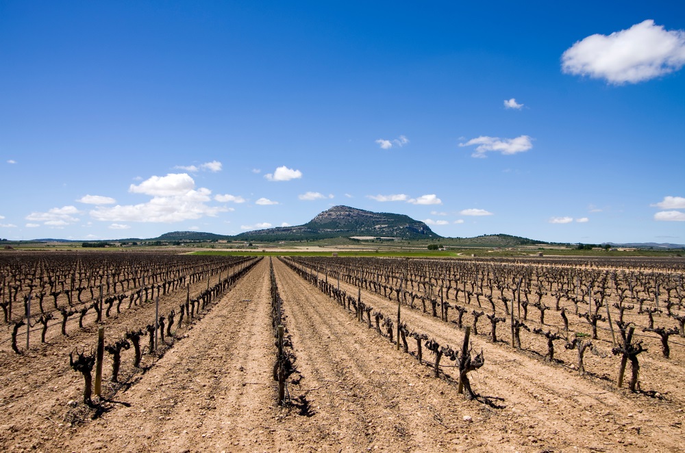 jumilla-vineyards