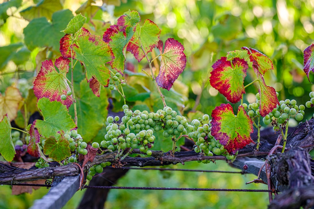 Loureiro grape varietal
