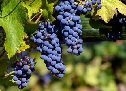 Malbec Grape Variety: A Voyage of Rediscovery