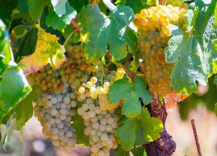Marsanne Grape Variety: Jewel of the Rhône