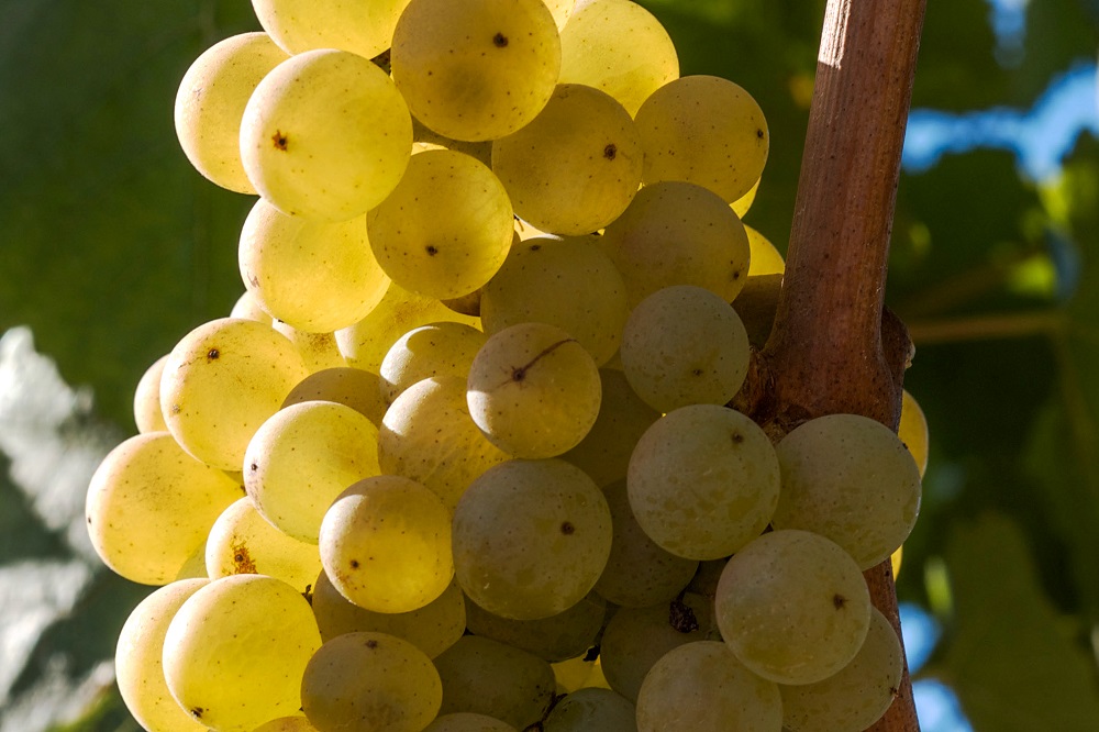 melon de bourgogne grapes
