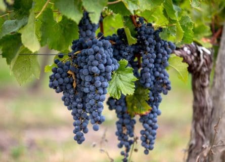 Merlot Grape Variety: Its Rise and Rise