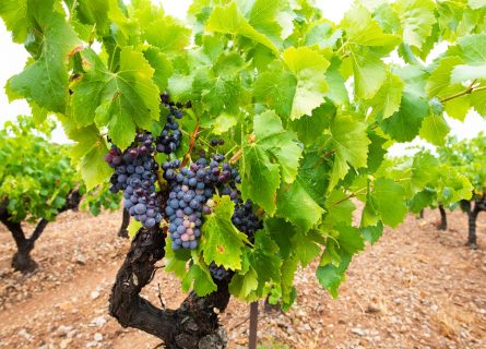 Mourvedre grapes just before harvesting