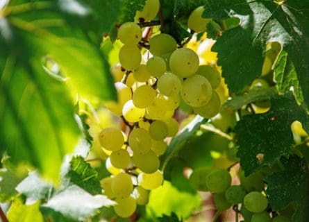 Muscadelle Grape Variety: Steady as She Goes