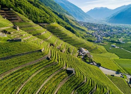 Nebbiolo vineyards in Bianzone