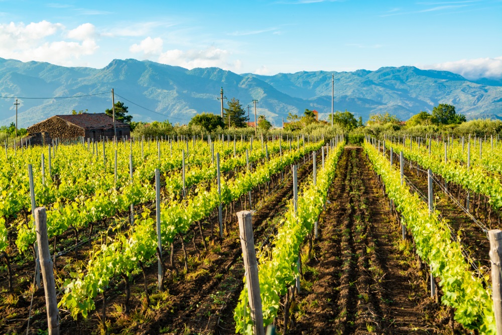 Nerello Mascalese's great revival