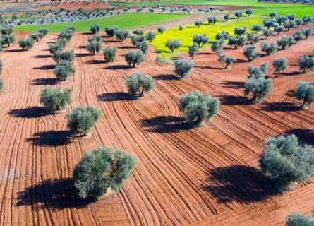 Olive groves of La Mancha Olive groves of La Mancha