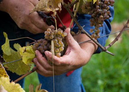Late harvest Petit Manseng grape Late harvest Petit Manseng grape