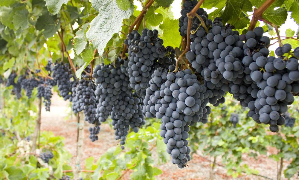 Petit Verdot