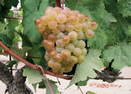 Picardan Grape Variety: A Lost Legacy