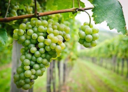 Picpoul Blanc Grape Variety: A Race to the Top