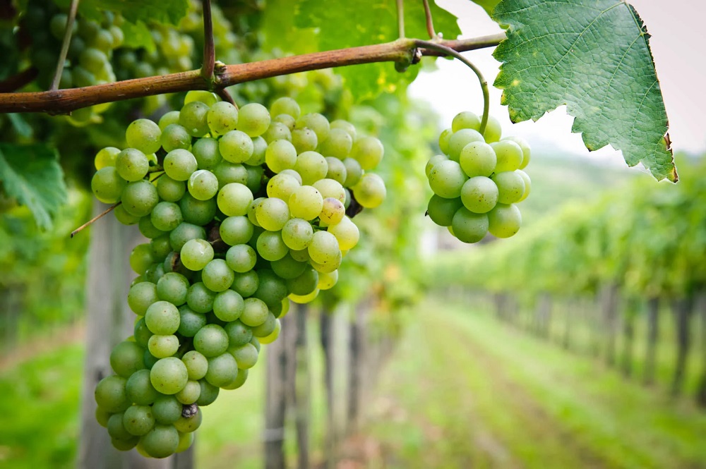 picpoul-blanc