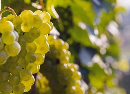 Pinot Blanc Grape Variety: Just a Little Respect