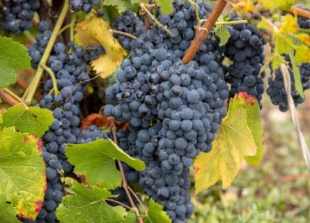 Pinot Meunier Grape Variety: The Third Varietal