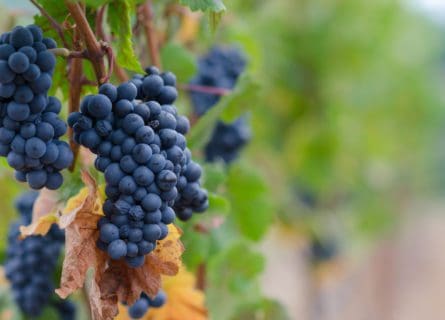 Pinot Noir Grape Variety: From the Sublime to the Ridiculous