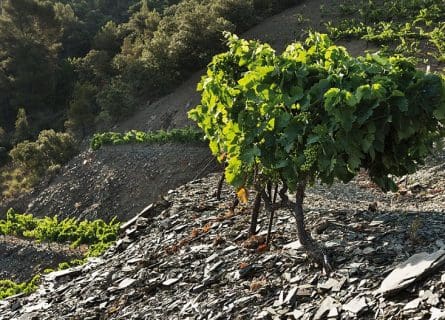 Llicorella - Slate soil of Priorat