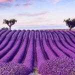 Provence Wine Tour