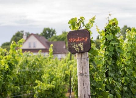 Riesling Grape Variety: Hidden from the Spotlight