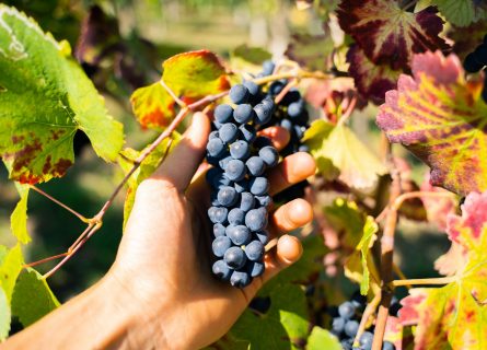 Romagna Cagnin: Synonym of the Refosco variety.