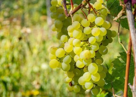 Semillon Grape Variety: Going Solo