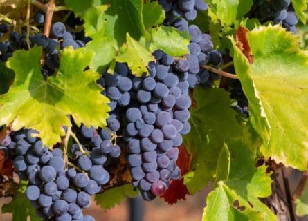 Syrah Grape Variety: The Greatest Red Grape of the Rhône